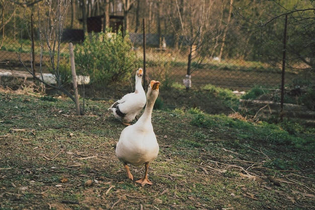 Two geese are walking around the paddock