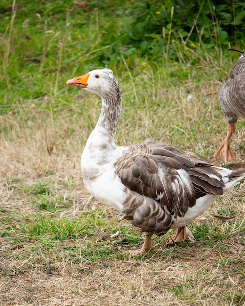 Photo two geese are walking in a field with grass