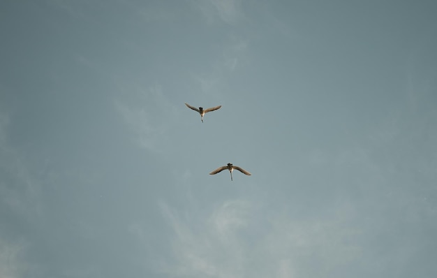 Two geese fly in the sky top view of birds flying with copy\
space are