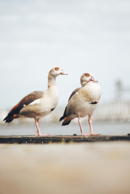 写真 明るい背景に 2 つのガチョウ