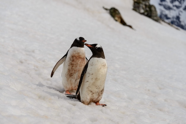 Два Gentoo пингвинов на снегу