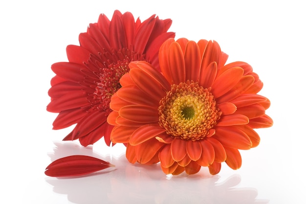 Two gerbera daisy flowers on white background