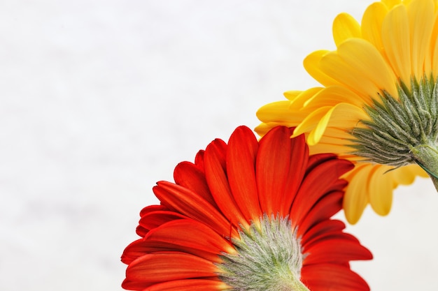 Two gerbera flowers in red and yellow, rear view.  Looking back, concept of past. Natural flowery with copy space.