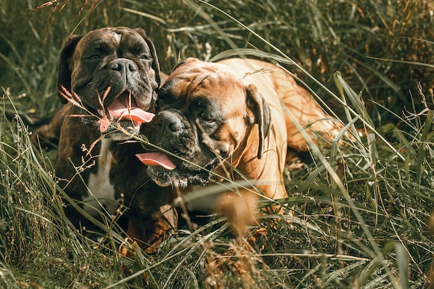 2匹のドイツのボクサー犬が散歩のために草の中に横たわっています