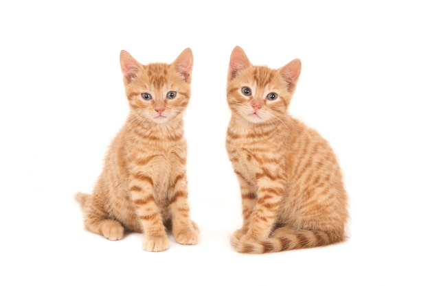 Two ginger kittens sitting side by side