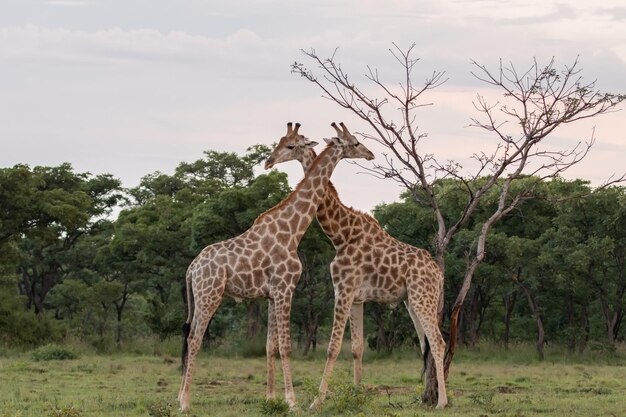 Two giraffe crossing necks in the wlid