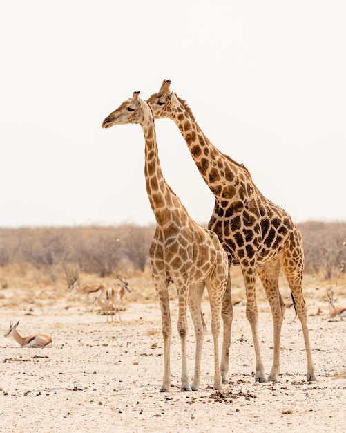 Two giraffes look to the side in the Etosha National Park Namibia