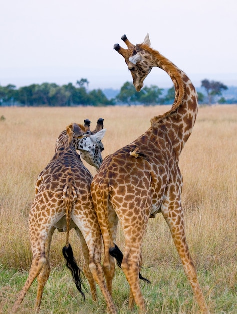 Two giraffes in savanna