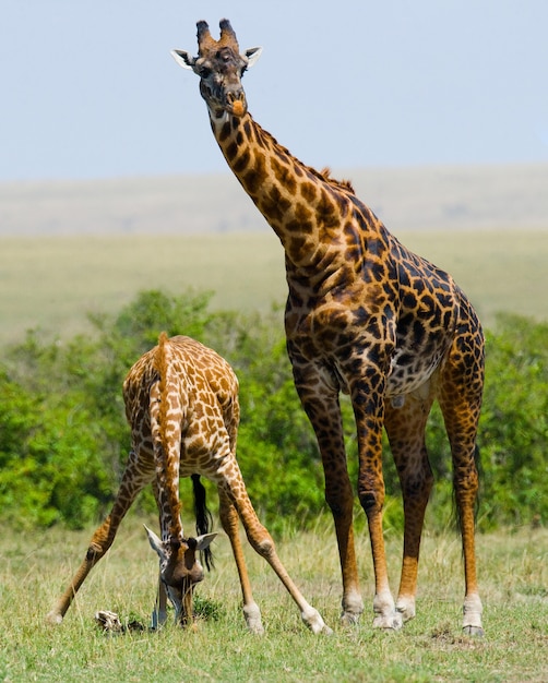 Two giraffes in savanna