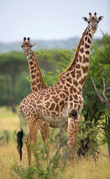 Two giraffes in savanna.