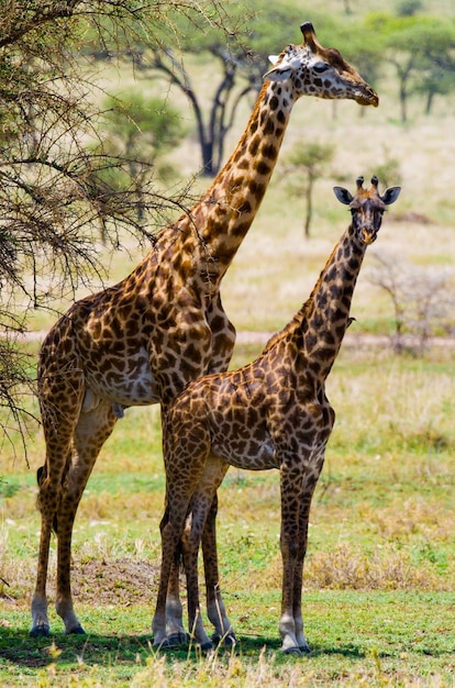 Two giraffes in savanna.