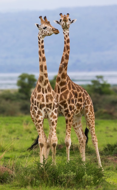 Two giraffes in the savannah.