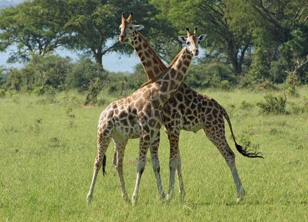 two Giraffes in sunny ambiance