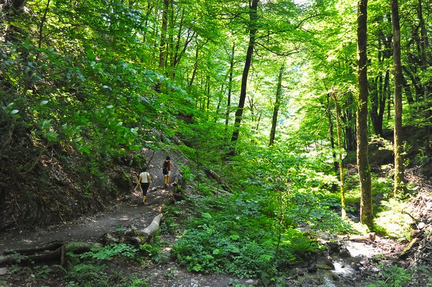 Two girls walking in mountain forest