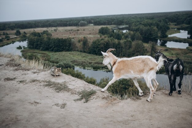 Две козы и кошка на природе