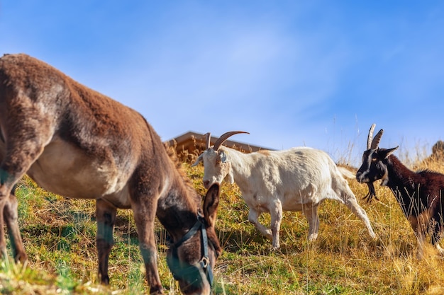 Two goats and a donkey in an alpine pasture selective focus