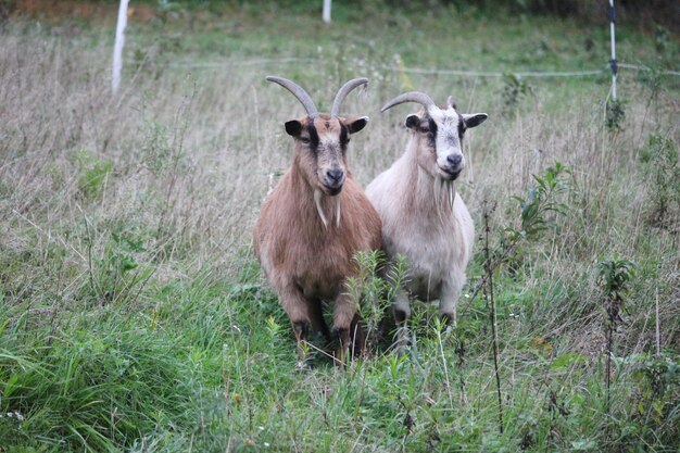 Two goats in a field staring ahead goats animals outdoors daytime no people goat farm life pets corner