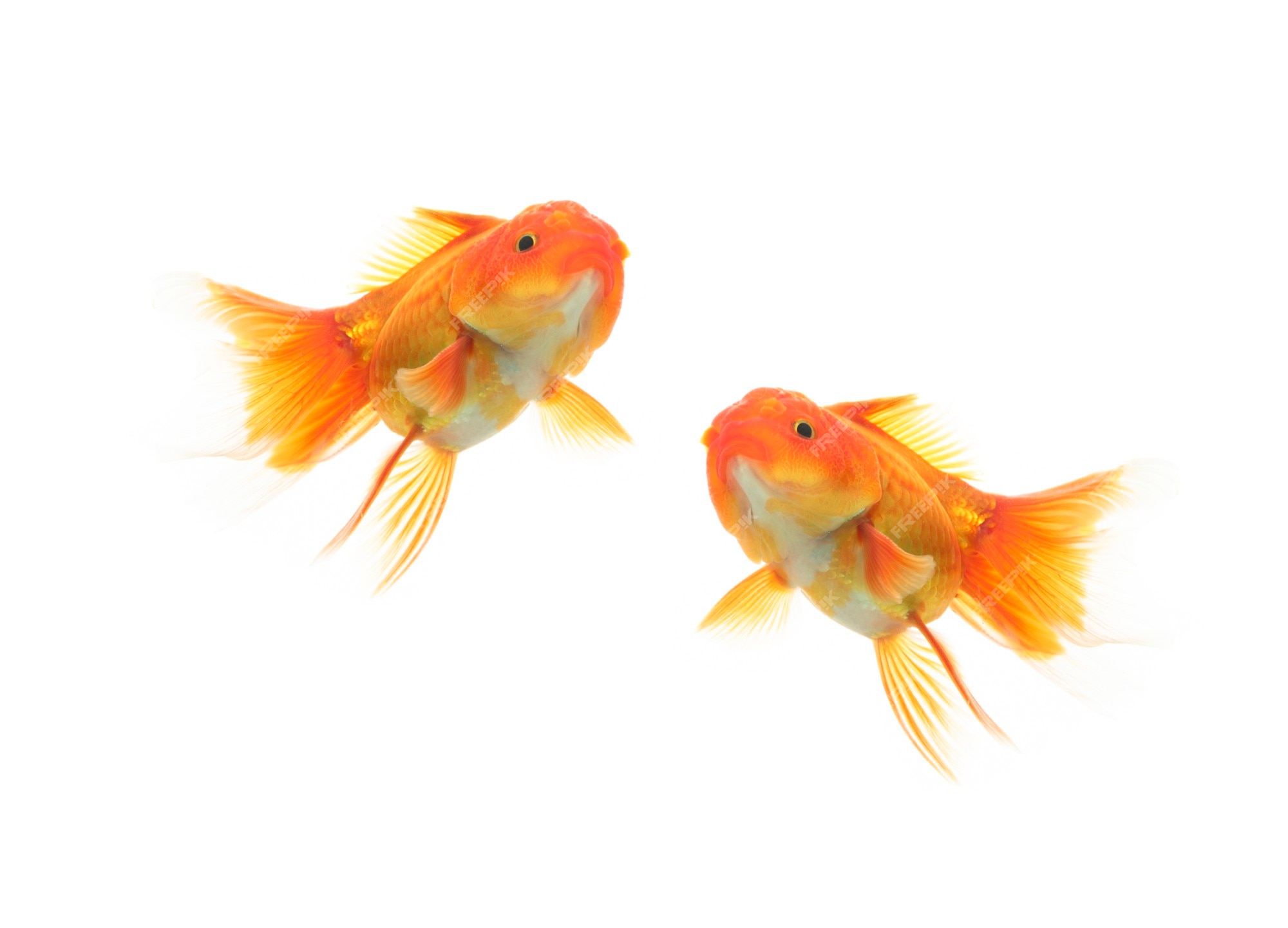 Premium Photo | Two gold fish swimming on white background