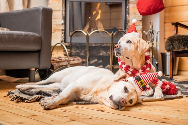 Two Golden Labrador Retrievers in a Christmas cap lie on a blanket in a wooden house near a burning fireplace