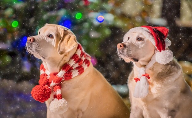 Due labrador dorati in sciarpe siedono vicino a un albero di natale decorato durante una nevicata in inverno nel cortile di un condominio.