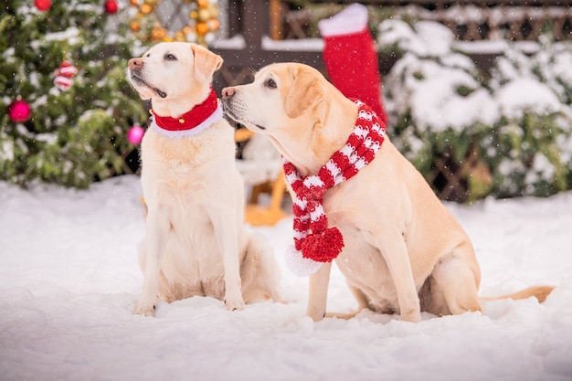 Due labrador dorati in sciarpe siedono vicino a un albero di natale decorato durante una nevicata in inverno nel cortile di un condominio.