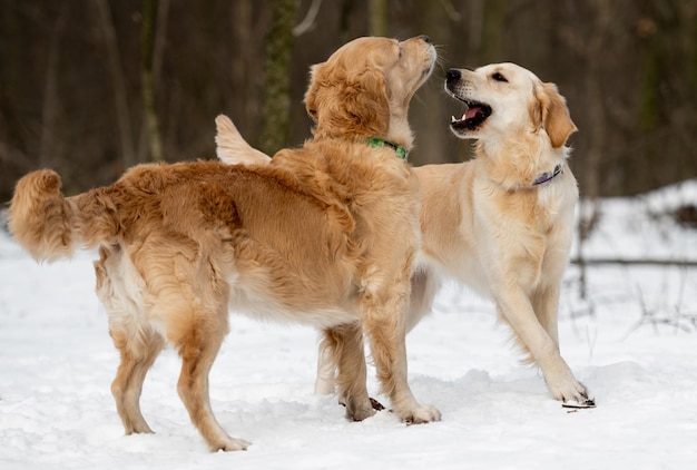Две собаки золотистого ретривера на открытом воздухе