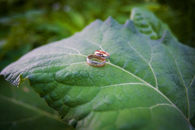Два золотых обручальных кольца лежат на листьях растений.