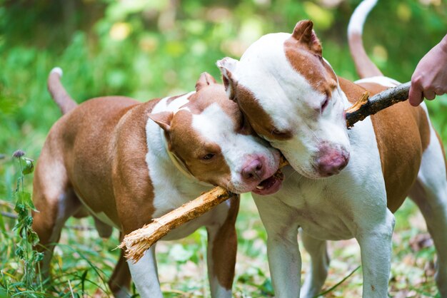 Two gorgeous dogs biting a wooden stick