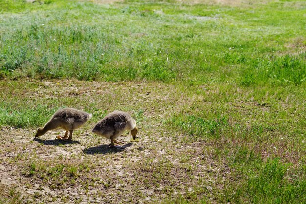 晴れた夏の日に2匹のゴスリングが緑の芝生で放牧写真は田舎のロシアで撮影されました