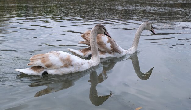 Two graceful young swans swim in a small autumn pond