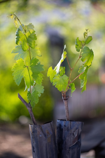 Two grape seedlings with a lump of earth in a black plastic bag