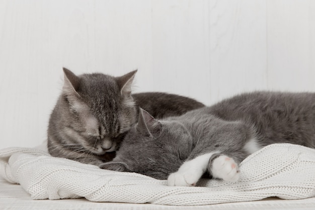 Due gatti grigi dormono insieme, abbracciano e curano. mostra tenerezza, sdraiati su un morbido maglione lavorato a maglia bianco.