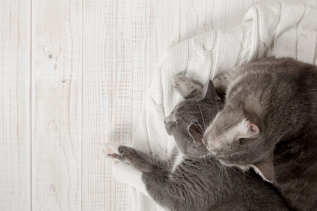 Due gatti grigi dormono insieme, abbracciano e curano. mostra tenerezza, sdraiati su un morbido maglione lavorato a maglia bianco.