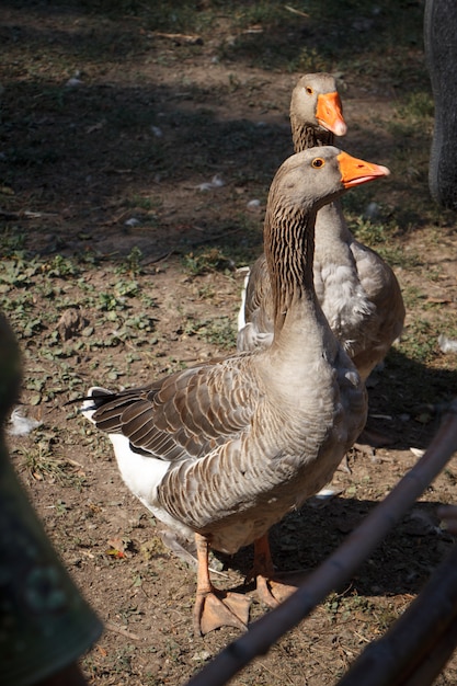 Two gray geese walk on the farm