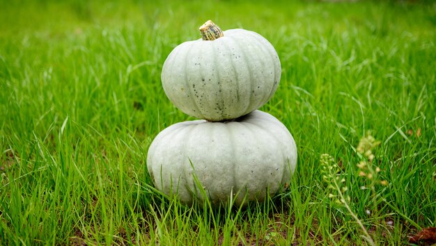 Photo two gray pumpkins on a background of green grass. own harvest.