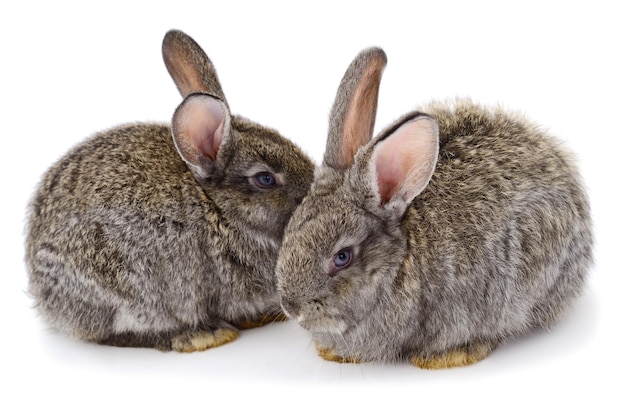 Two gray rabbits isolated