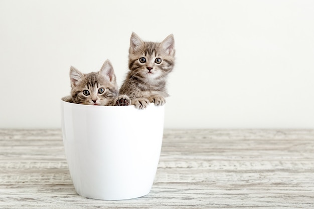 Two gray tabby kittens sitting in white flower pot. Portrait of two adorable fluffy kittens with copy space. Beautiful baby cats on white background.