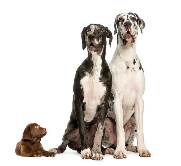 Two Great Danes sitting and looking away and puppy chocolate lab