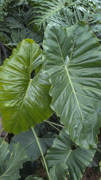 two green alocasia leaves