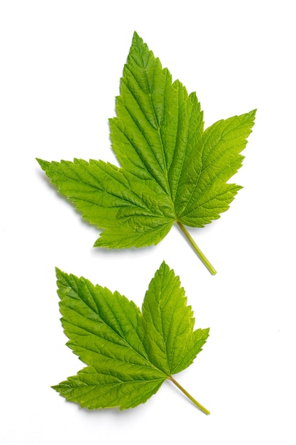 Two green bright currant leaves on a white isolated background_