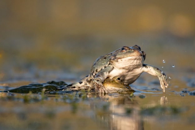 Две зеленые лягушки в естественной среде обитания. Pelophylax ridibundus.