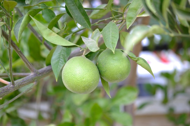 Two green fruit on a tree with green leaves.