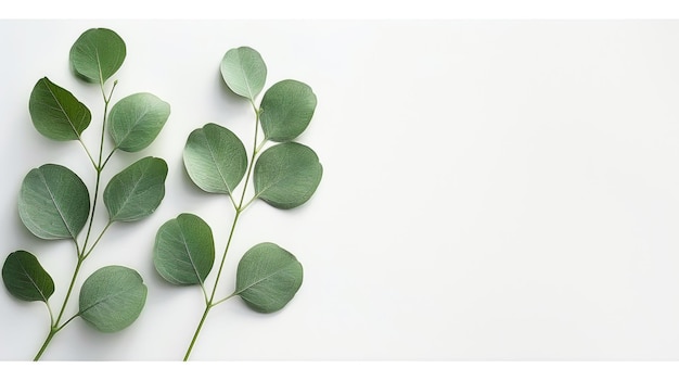 Two green leaves are on a white background