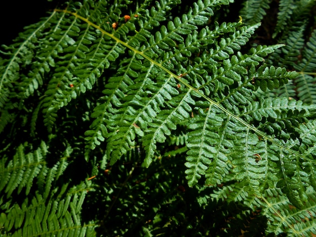 Two green leaves of fern close up