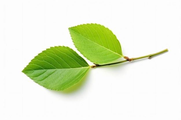 two green leaves on a white surface