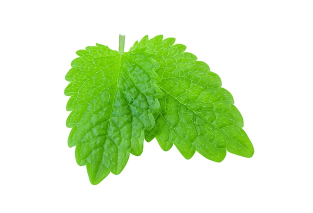 Two green mint leaves isolated on a white background