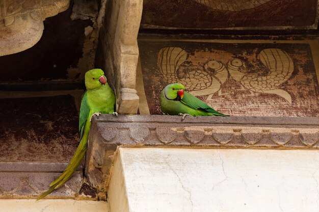 Two green parrots sit on a temple in India