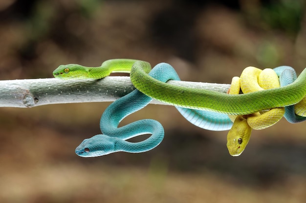 Foto due serpenti verdi su un ramo con uno di loro ha una coda blu e l'altro ha una coda gialla.