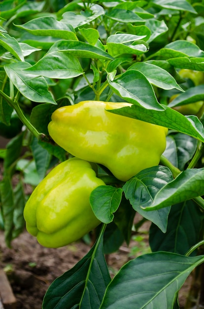 Two green sweet bell peppers on a bush among green leaves in a garden on a bed