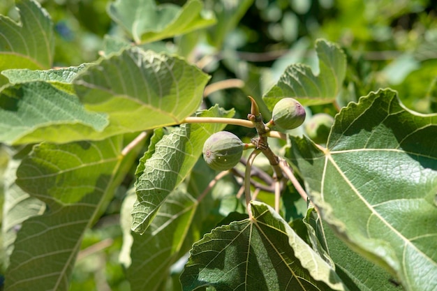 Two green unripe figs on a fig tree